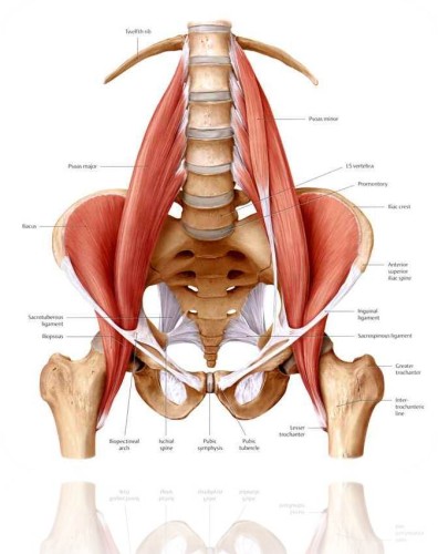 Iliopsoas