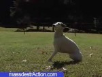 Incredible Dog Video